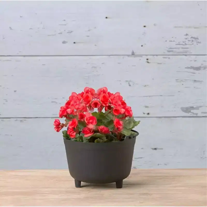 Novelty Antique-Inspired Kettle Plastic Indoor/Outdoor Planter