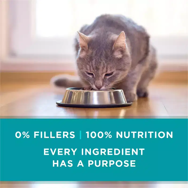 Purina ONE Grain-Free Beef Wet Cat Food - 3oz