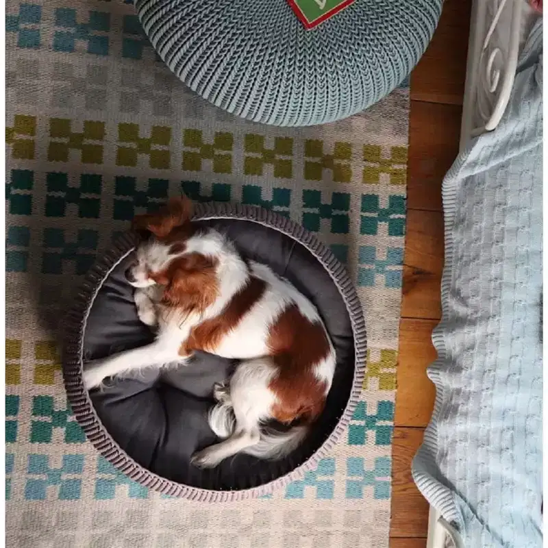 Keter by Curver Knit Cozy Resin Plastic Pet Bed with Cushion, Small Dogs to Medium Cats, Sandy Beige